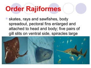 Order Rajiformes
 skates,

rays and sawfishes, body
spreadout, pectoral fins enlarged and
attached to head and body; five pairs of
gill slits on ventral side, spiracles large

 