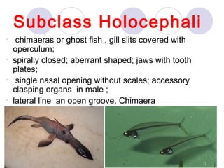 Subclass Holocephali
•
•
•
•

chimaeras or ghost fish , gill slits covered with
operculum;
spirally closed; aberrant shaped; jaws with tooth
plates;
single nasal opening without scales; accessory
clasping organs in male ;
lateral line an open groove, Chimaera

 