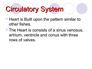 Circulatory System
 Heart

is Built upon the pattern similar to
other fishes.
 The Heart is consists of a sinus venosus,
artrium, ventricle and conus with three
rows of valves.

 