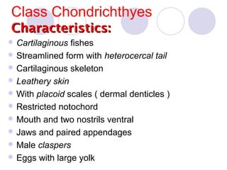 Class Chondrichthyes
Characteristics:
 Cartilaginous

fishes
 Streamlined form with heterocercal tail
 Cartilaginous skeleton
 Leathery skin
 With placoid scales ( dermal denticles )
 Restricted notochord
 Mouth and two nostrils ventral
 Jaws and paired appendages
 Male claspers
 Eggs with large yolk

 
