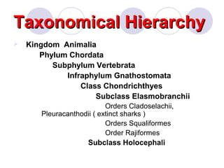 Taxonomical Hierarchy


Kingdom Animalia
Phylum Chordata
Subphylum Vertebrata
Infraphylum Gnathostomata
Class Chondrichthyes
Subclass Elasmobranchii
Orders Cladoselachii,
Pleuracanthodii ( extinct sharks )
Orders Squaliformes
Order Rajiformes
Subclass Holocephali

 