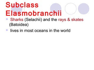 Subclass
Elasmobranchii

  Sharks (Selachii) and the rays & skates 

(Batoidea)
  lives in most oceans in the world

 