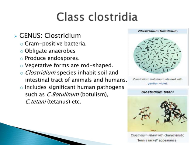 Class clostridia | PPTX