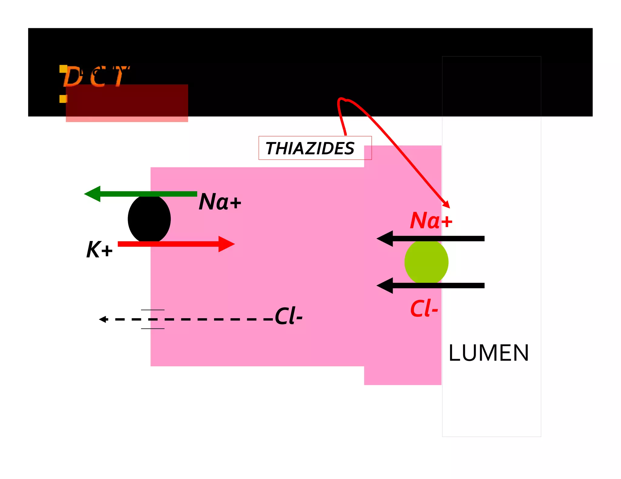  Early DCT
 Late DCT
Na+
Cl-
LUMEN
K+
Na+
Cl-
THIAZIDES
 