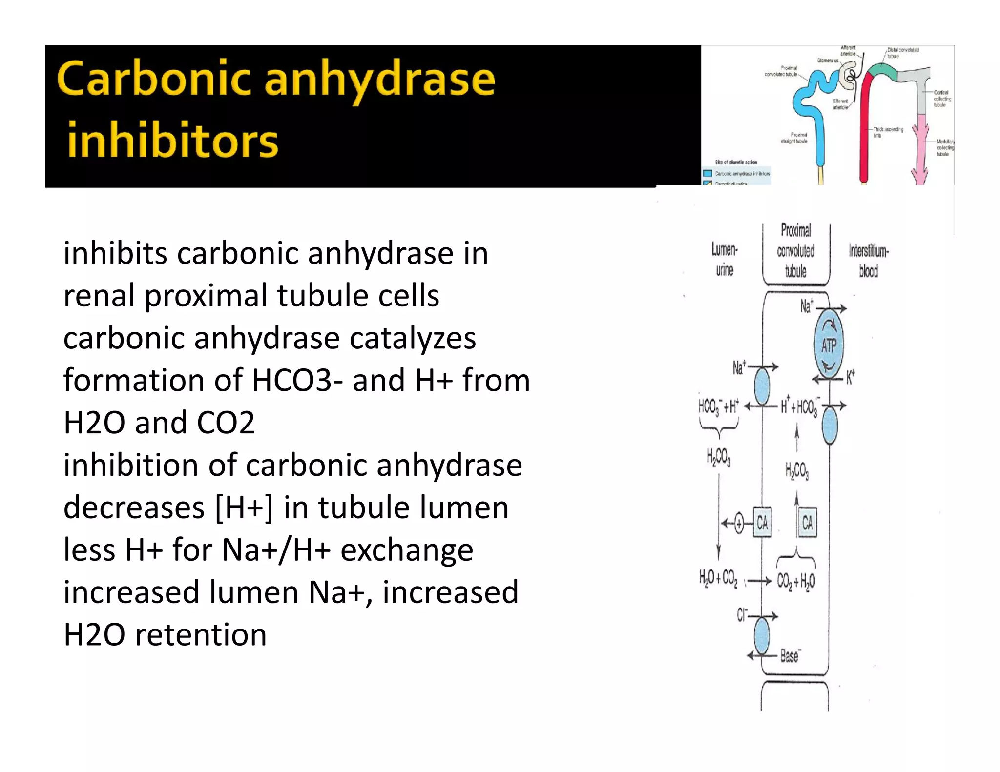 inhibits carbonic anhydrase in
renal proximal tubule cells
carbonic anhydrase catalyzes
formation of HCO3- and H+ from
H2O and CO2
inhibition of carbonic anhydrase
decreases [H+] in tubule lumen
less H+ for Na+/H+ exchange
increased lumen Na+, increased
H2O retention
 