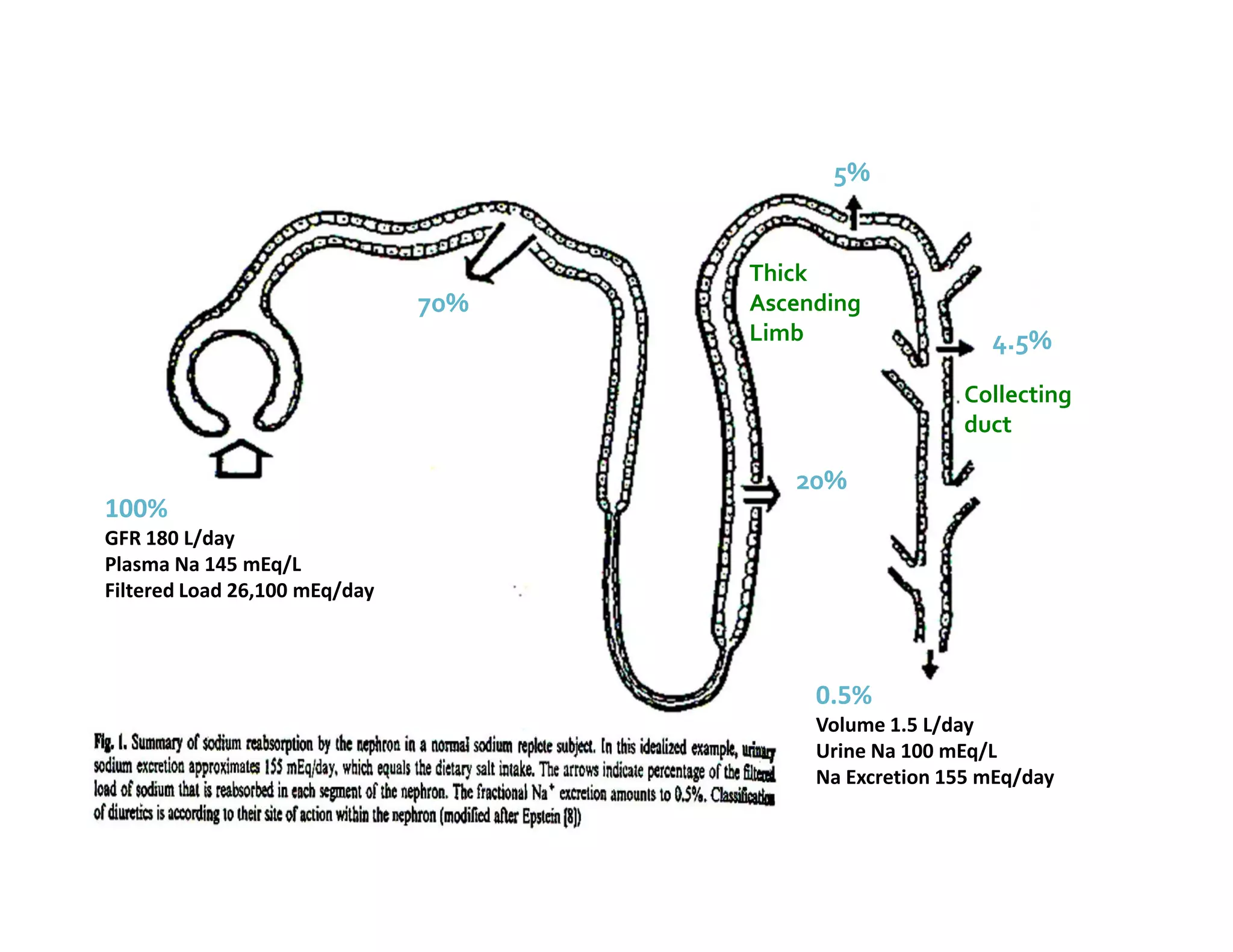 70%
20%
5%
4.5%
0.5%
Volume 1.5 L/day
Urine Na 100 mEq/L
Na Excretion 155 mEq/day
100%
GFR 180 L/day
Plasma Na 145 mEq/L
Filtered Load 26,100 mEq/day
Collecting
duct
Thick
Ascending
Limb
 