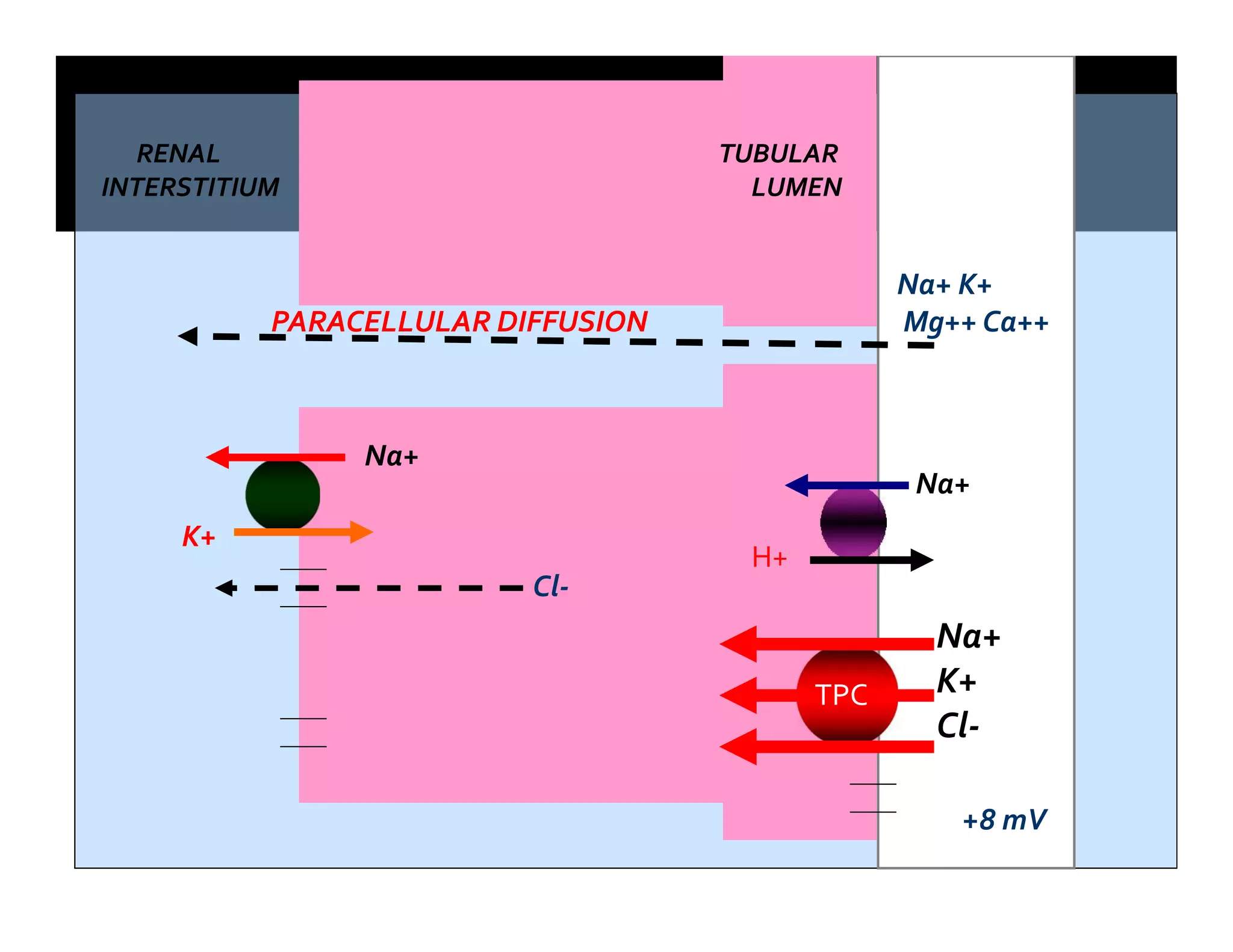 RENAL TUBULAR
INTERSTITIUM LUMEN
Na+
K+
Cl-
TPC
Na+
H+
Na+
K+
PARACELLULAR DIFFUSION
Na+ K+
Mg++ Ca++
Cl-
+8 mV
 