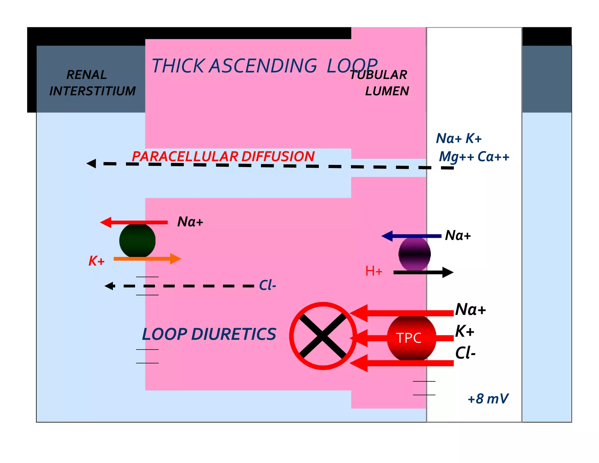 RENAL TUBULAR
INTERSTITIUM LUMEN
Na+
K+
Cl-
TPC
Na+
H+
Na+
K+
PARACELLULAR DIFFUSION
Na+ K+
Mg++ Ca++
Cl-
+8 mV
THICK ASCENDING LOOP
LOOP DIURETICS
 