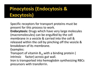 Specific receptors for transport proteins must be
present for this process to work.
Endocytosis: Drugs which have very large molecules
(macromolecules) can be engulfed by the cell
membrane in a vesicle & carried into the cell &
released within the cell by pinching off the vesicle &
breakdown of its membrane.
Examples:
Transport of vitamin B12 with a binding protein (
intrinsic factor) across gut wall.
Iron is transported into hemoglobin synthesizing RBCs
precursors with transferrin.
 