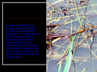 Os ovos se dispõem em longos cordões ou fileiras, envoltos por uma bainha gelatinosa, e se depositam no fundo de águas paradas. Todos os sapos sofrem metamorfose. Assim, o aspecto da larva não é igual ao do adulto, especialmente no caso de rãs e sapos, nos quais é dotada de cauda e se chama girino. 