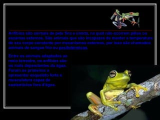 Entre os animais adaptados ao meio terrestre, os anfíbios são os mais dependentes da água. Foram os primeiros a apresentar esqueleto forte e musculatura capaz de sustentá-los fora d'água. Anfíbios são animais de pele fina e úmida, na qual não ocorrem pêlos ou escamas externas. São animais que são incapazes de manter a temperatura de seu corpo constante por mecanismos externos, por isso são chamados animais de sangue frio ou  pecilotérmicos .  