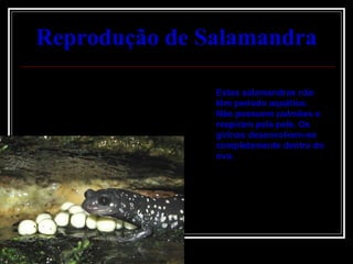 Reprodução de Salamandra Estas salamandras não têm periodo aquático. Não possuem pulmões e respiram pela pele. Os girinos desenvolvem-se completamente dentro do ovo. 