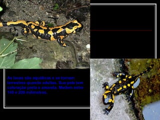 As lavas são aquáticas e se tornam terrestres quando adultas. Sua pele tem coloração preta e amarela. Medem entre 140 e 200 milímetros.  