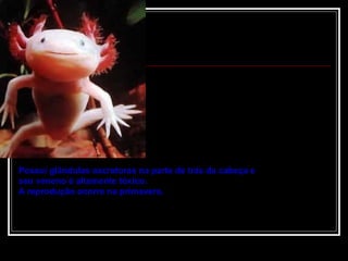 Possui glândulas excretoras na parte de trás da cabeça e seu veneno é altamente tóxico. A reprodução ocorre na primavera.  