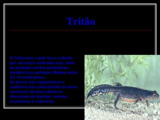 O Tritão tem a pele lisa e coberta por um muco venenoso que, além de proteger contra predadores, mantém sua umidade. Medem entre 8 e 14 centímetros. As larvas são vegetarianas e conforme seu crescimento se torna carnívora. Na fase adulta se alimentam de insetos, vermes, crustáceos e moluscos. Tritão 