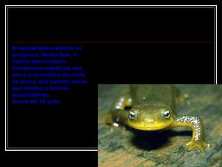 A reprodução acontece na primavera. Nessa fase, o macho desenvolvem membranas natatórias nos pés e uma espécie de crista no dorso, que somem assim que termina a fase do acasalamento. Vivem até 18 anos  