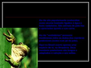 As rãs são popularmente conhecidas como anuros bastante ligados à água e bons nadadores. São animais de pele lisa e apreciados quanto a sua carne. As rãs "verdadeiras" possuem membranas entre os dedos dos membros posteriores (como num pé de pato). Aqui no Brasil ocorre apenas uma espécie de rã, na Amazônia. Seus membros posteriores são longos e adaptados à natação e aos saltos. 