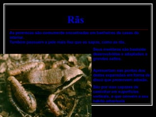 Rãs   Seus membros são bastante desenvolvidos e adaptados a grandes saltos. Apresentam nas pontas dos dedos expansões em forma de disco que promovem adesão. São por isso capazes de caminhar em superfícies verticais, o que convém a seu hábito arborícola As pererecas são comumente encontradas em banheiros de casas do interior. Também possuem a pele mais lisa que os sapos, como as rãs. 