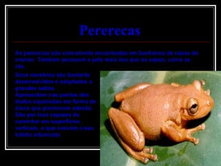 Pererecas   Seus membros são bastante desenvolvidos e adaptados a grandes saltos. Apresentam nas pontas dos dedos expansões em forma de disco que promovem adesão. São por isso capazes de caminhar em superfícies verticais, o que convém a seu hábito arborícola As pererecas são comumente encontradas em banheiros de casas do interior. Também possuem a pele mais lisa que os sapos, como as rãs. 