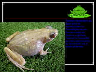 Também dependem da água para se reproduzirem: a fecundação ocorre fora do corpo da fêmea e o gameta masculino necessita do meio aquoso para se locomover até o óvulo da fêmea.  