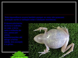 O desenvolvimento da larva é indireto, ou seja, a larva após a eclosão do ovo, passa por várias transformações até atingir a forma adulta. Um exemplo é o girino. Esta dependência ocorre também porque os ovos não possuem proteção contra a radiação solar e choques mecânicos. 