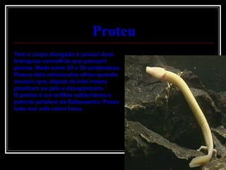 Proteu Tem o corpo alongado e possui duas brânquias vermelhas que parecem pernas. Mede entre 20 e 30 centímetros. Possui dois minúsculos olhos quando nascem que, depois de três meses penetram na pele e desaparecem. O proteu é um anfíbio subterrâneo e parente próximo da Salamandra. Passa toda sua vida como larva. 