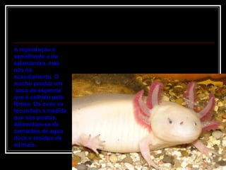 A reprodução é semelhante a da salamandra, mas não há acasalamento. O macho produz um ‘saco de esperma’ que é colhido pela fêmea. Os ovos se fecundam a medida que são postos. Alimentam-se de camarões de água doce e resíduo de animais.  