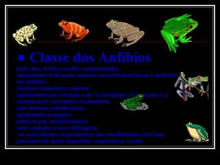 ●  Classe dos Anfíbios pele nua, úmida e muito vascularizada; apresentam brânquias apenas nas primeiras fases e pulmões em adultos; realizam hematose cutânea; apresentam um coração com 3 cavidades ( 2 aurículas e 2 ventrículos), circulação incompleta; são animais ectotérmicos; geralmente ovíparos; passam por metamorfoses; sem costelas e sem diafragma; os movimentos respiratórios são insuficientes, por isso precisam de outra superfície respiratória, a pele. 