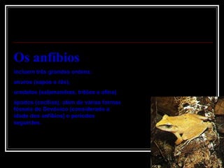 Os anfíbios   incluem três grandes ordens:  anuros (sapos e rãs), urodelos (salamandras, tritões e afins)  ápodos (cecílias), além de várias formas fósseis do Devónico (considerado a idade dos anfíbios) e períodos seguintes.    