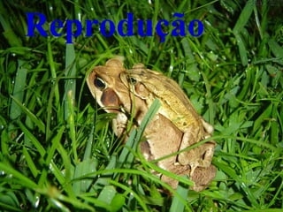 Reprodução   