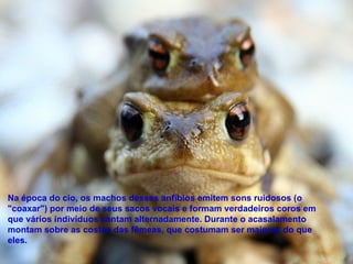 Na época do cio, os machos desses anfíbios emitem sons ruidosos (o "coaxar") por meio de seus sacos vocais e formam verdadeiros coros em que vários indivíduos cantam alternadamente. Durante o acasalamento montam sobre as costas das fêmeas, que costumam ser maiores do que eles.  