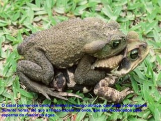 O casal permanece unido e imóvel em longo abraço, que pode prolongar-se durante horas, até que a fêmea expele os ovos, que são fecundados pelo esperma do macho na água. 