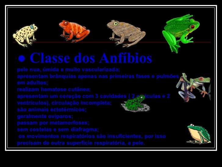Como A água Entra No Corpo Dos Anfíbios