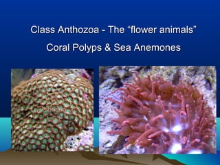 Class Anthozoa - The “flower animals”Class Anthozoa - The “flower animals”
Coral Polyps & Sea AnemonesCoral Polyps & Sea Anemones
 