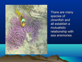 There are manyThere are many
species ofspecies of
clownfish andclownfish and
all establish aall establish a
mutualisticmutualistic
relationship withrelationship with
sea anemones.sea anemones.
 