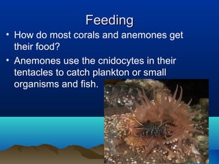 FeedingFeeding
• How do most corals and anemones get
their food?
• Anemones use the cnidocytes in their
tentacles to catch plankton or small
organisms and fish.
 