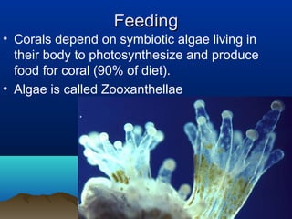 FeedingFeeding
• Corals depend on symbiotic algae living in
their body to photosynthesize and produce
food for coral (90% of diet).
• Algae is called Zooxanthellae
 