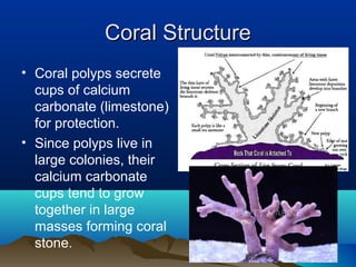 Coral StructureCoral Structure
• Coral polyps secrete
cups of calcium
carbonate (limestone)
for protection.
• Since polyps live in
large colonies, their
calcium carbonate
cups tend to grow
together in large
masses forming coral
stone.
 