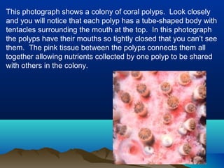 This photograph shows a colony of coral polyps. Look closely
and you will notice that each polyp has a tube-shaped body with
tentacles surrounding the mouth at the top. In this photograph
the polyps have their mouths so tightly closed that you can’t see
them. The pink tissue between the polyps connects them all
together allowing nutrients collected by one polyp to be shared
with others in the colony.
 
