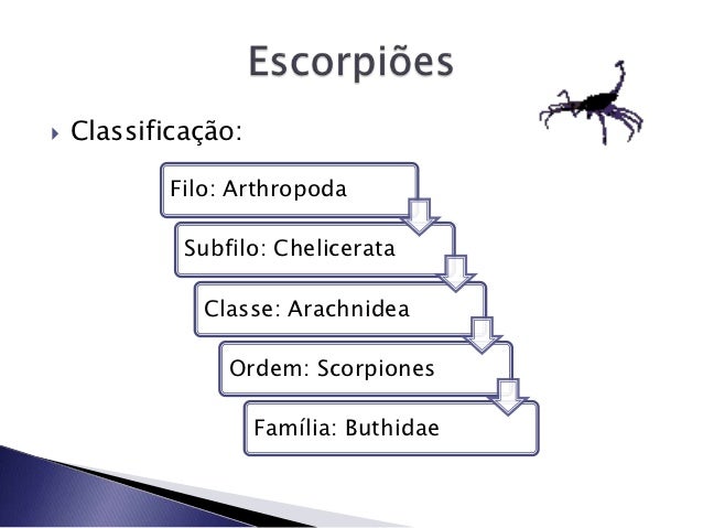 Caracterize Um Aracnideo E De Exemplo Dos Representantes Da Classe