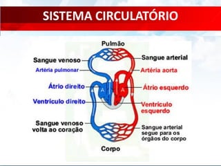 SISTEMA CIRCULATÓRIO
 