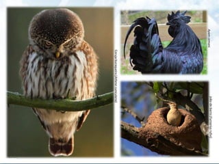Coruja-buraqueira(Athenecunicularia)
Ayamcemani
joão-de-barro(Furnariusrufus)
 