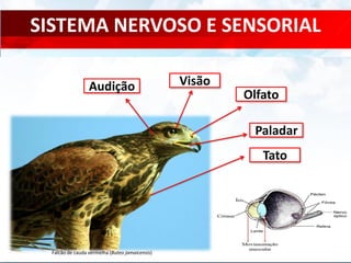 SISTEMA NERVOSO E SENSORIAL
Visão
Olfato
Audição
Tato
Paladar
Falcão de cauda vermelha (Buteo jamaicensis)
 