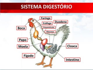 SISTEMA DIGESTÓRIO
Esôfago
Proventrículo
Fígado
Intestino
Papo
Moela
Pâncreas
Cloaca
Boca
Duodeno
Faringe
 
