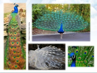 Pavão-indiano(Pavocristatus)
 