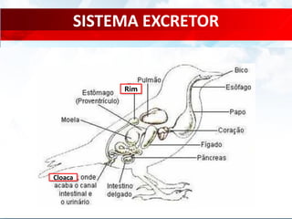SISTEMA EXCRETOR
Rim
Cloaca
 