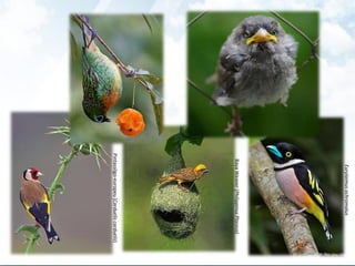 Eurylaimusochromalus
Pintassilgo-europeu(Cardueliscarduelis)
BayaWeaver(PhilippinusPloceus)
 