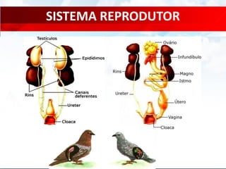 SISTEMA REPRODUTOR
 