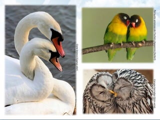 Cisne-branco(Cygnusolor)
Periquito-amoroso-de-Fischers(Agapornisfischeri)Corujas-barradas(Strixvaria)
 