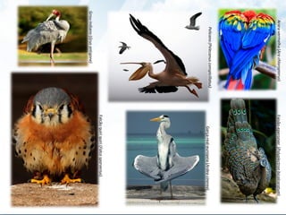 Garça-real-europeia(Ardeacinerea)
Pelicano(Pelecanusconspicillatus)
Falcãoquiriquiri(Falcosparverius)
Grou-indiano(Grusantigone)
Faisão-eperonier(Polyplectronbicalcaratum)Arara-vermelha(Arachloropterus)
 